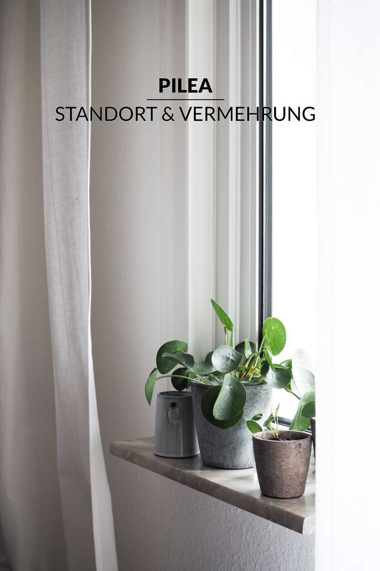 1 Pilea Vermehren New Beginnings Urban Jungle Bloggers Paulsvera 19 Von 23