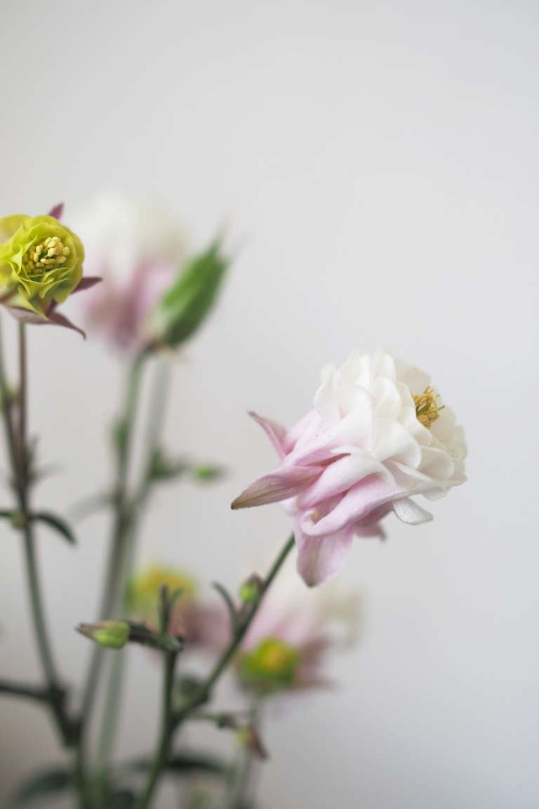 21 Living Balkon Deko Fruhling Blumen Ediths Iblaursen Paulsvera