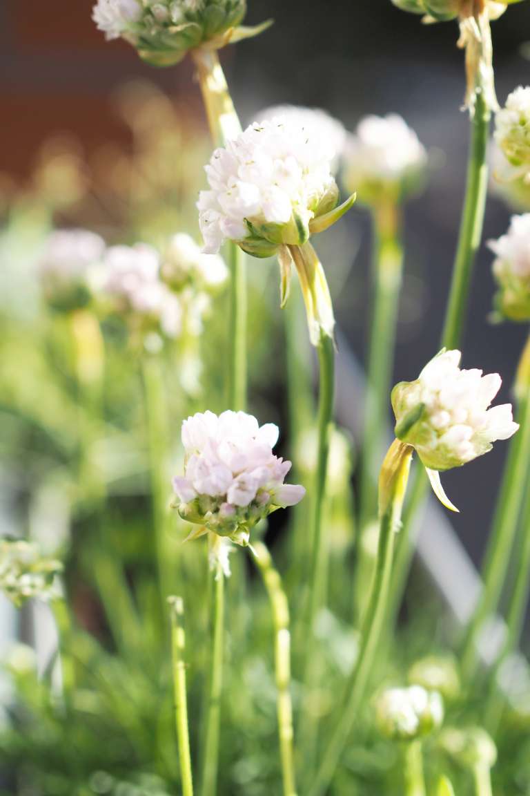 25 Living Balkon Deko Fruhling Blumen Ediths Iblaursen Paulsvera