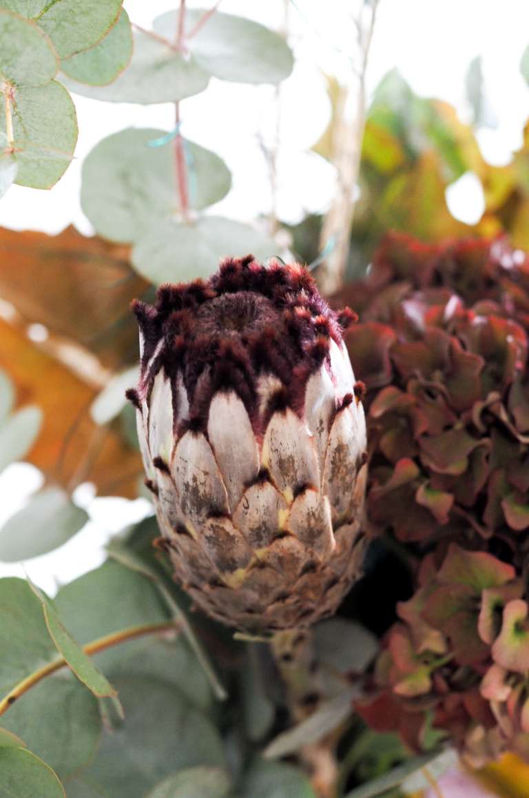 Herbststrauß-mit-Protea-Hortensie-Eukalyptus-Herbstlaub - moderner-herbstlicher-Blumenstrauß