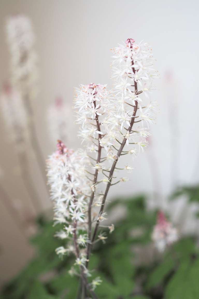 Living Balkon Deko Fruhling Blumen Ediths Iblaursen Paulsvera