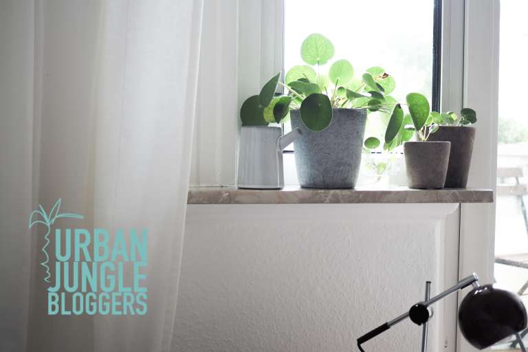 Pilea Vermehren New Beginnings Urban Jungle Bloggers Paulsvera 10 Von 23