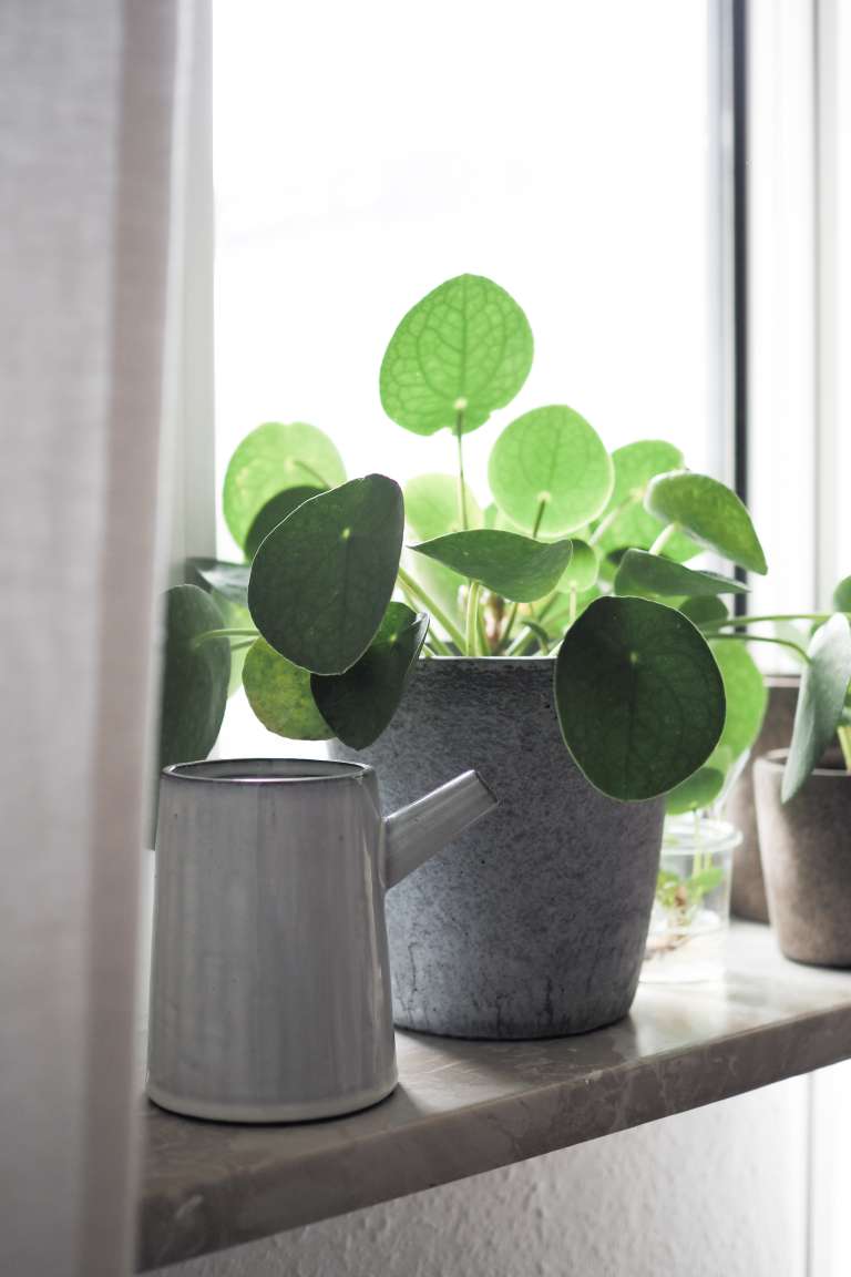 Pilea Vermehren New Beginnings Urban Jungle Bloggers Paulsvera 11 Von 23