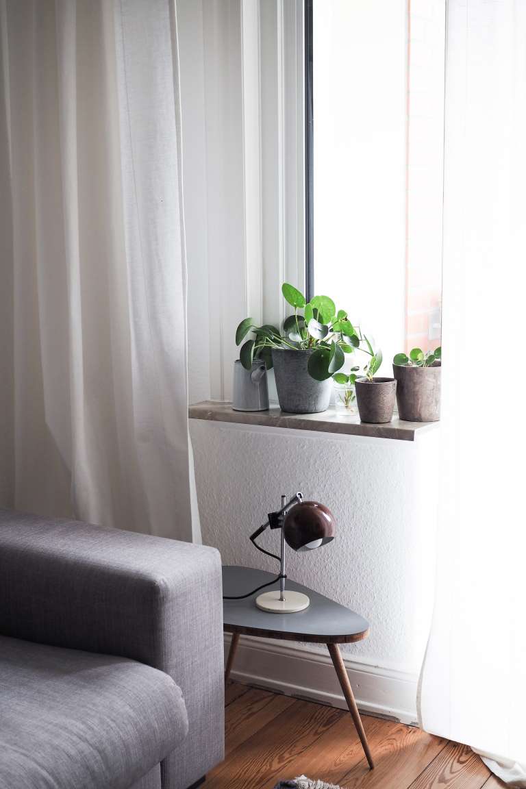 Pilea Vermehren New Beginnings Urban Jungle Bloggers Paulsvera 22 Von 23