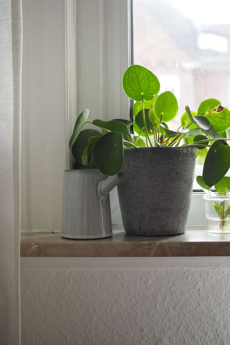 Pilea Vermehren New Beginnings Urban Jungle Bloggers Paulsvera 23 Von 23