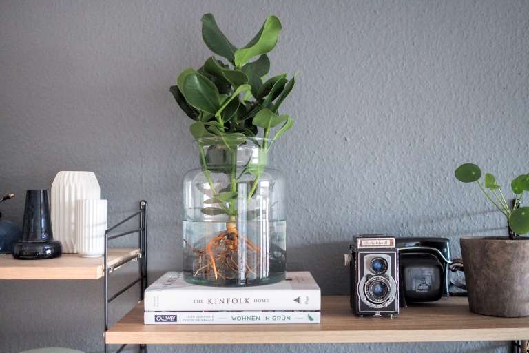 Waterplant Urban Jungle Bloggers Trend Pflanzen Zuhause Wohnen Mit Pflanzen Grun Einrichten Einrichtungstipps Paulsvera 3