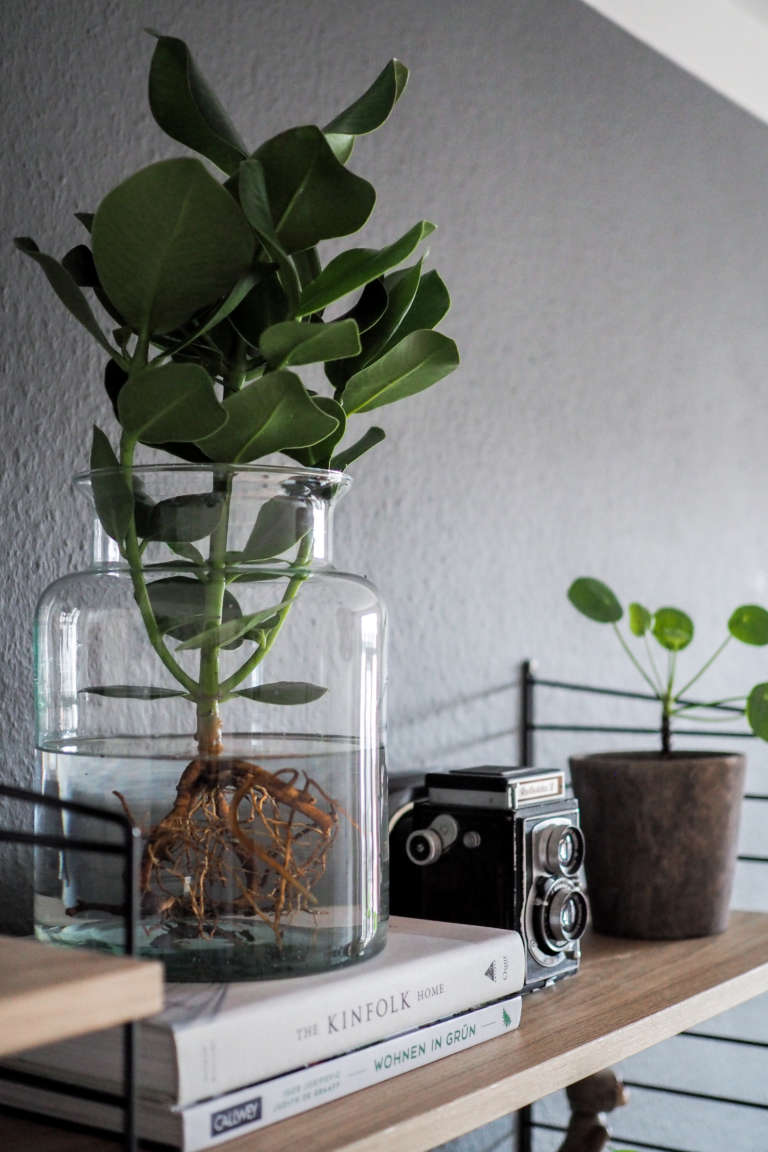 Wohnzimmer-pflanzen-pflegeleicht-Pflanzen-im-Glas-Water-plants-pflanzen-im-wasser-vase-zuhause-einrichten-dekoideen-wohnen-mit-pflanzen-urban-jungle-bloggers-paulsvera