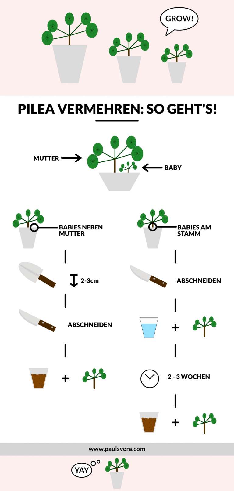 Infografik Pilea Vermehren2