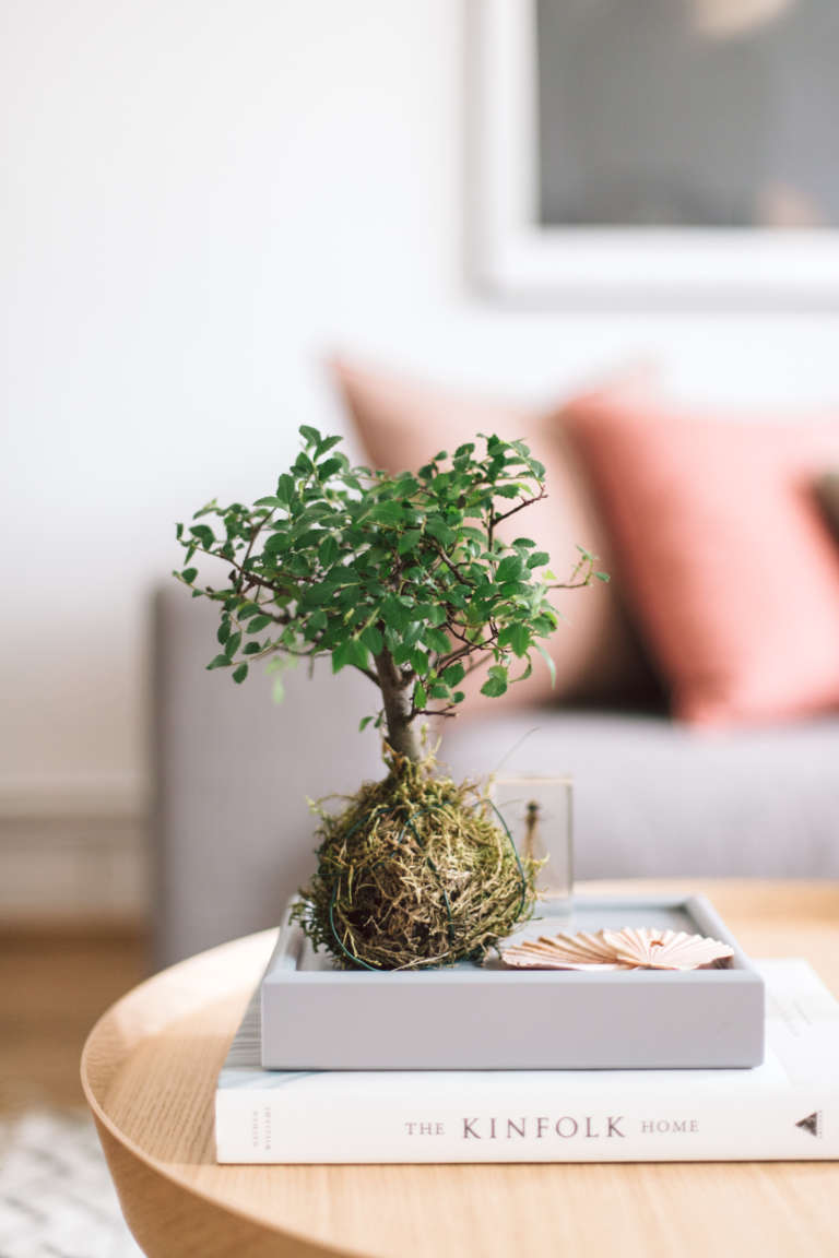 pflanzentrend-zimmerpflanze-bonsia-kokedama-japanische-pflanzenkunst-interior-trend-wohntrend-paulsvera